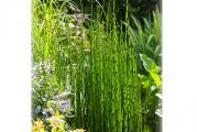 Equisetum japonicum Člankovita ukrasna trava, odlična je za sadnju pored vodenih površina, pored kamenih basta i alpinetuma. Atraktivna je i ako se zasadi pored ivičnjaka. Idealna je u kombinaciji sa drugim biljkama. Ima golo čilindrično stablo bez listova, sa žutim i braon čvorovima, pa biljka liči na bambus. Voli dosta vode pa se zato zove „ vodeni bambus“ . Zasađena u saksiji zahteva češće zalivanje. Naraste do 1m, neretko i više. Biljka je zimzelena. Voli sunce i polusenku. Raste do oko 1 metra visine. Jako brzo raste i siri se.

 

Kupujete biljku u saksiji fi 11 cm. Slika 3. Na slici 2 je slikana trava u mom dvoristu.

 

Kupujete 3 biljke, AKCIJA.